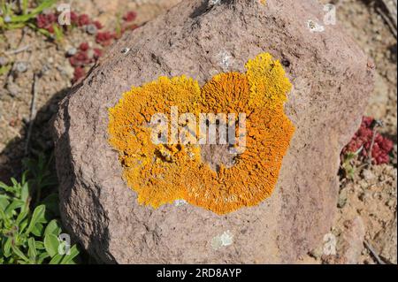 Caloplaca thallincola (destra) e Caloplaca flavescens (sinistra) sono due specie di licheni crostosi con tallio arancione o giallo. Funghi. Ascomycota. Te Foto Stock