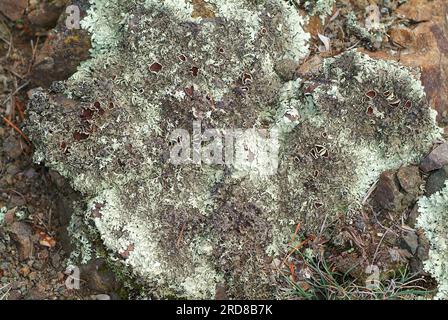 Lo scudo roccioso peperato (Parmelia conspersa o Xanthoparmelia conspersa) è un lichene fogliare con il tallio appresso o liberamente attaccato al sottofondo Foto Stock