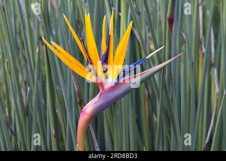 Fiore Bird of Paradise (Strelitzia reginae), Kirstenbosch, città del Capo, Sudafrica, Africa Foto Stock