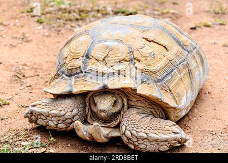 Immagine di una tartaruga africana speronata (Centrochelys sulcata) in una riserva naturale a Minorca, nelle Isole Baleari Foto Stock