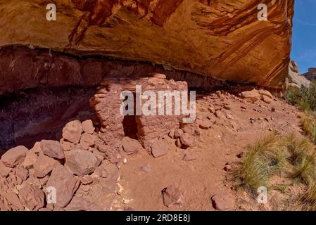 Le rovine del colletto di cavalli si trovano tra il ponte Sipapu Arch Bridge e il ponte Kachina Arch Bridge, Natural Bridges National Monument, Utah, USA Foto Stock