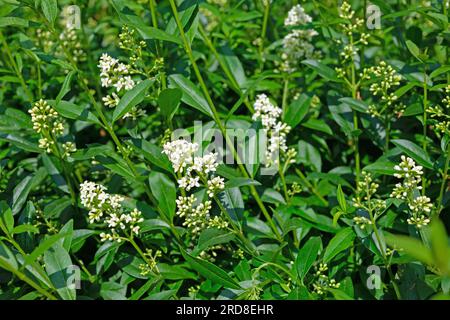 Fiore privato, Ligustrum, all'inizio dell'estate Foto Stock