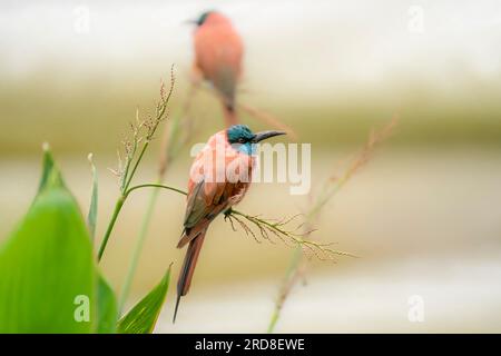 Mangiatore di api del carmine settentrionale (Merops nubicus) Foto Stock