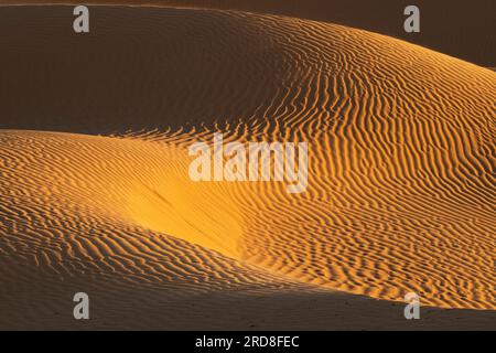 Tramonto primaverile alle porte del deserto del Sahara, con le dune di sabbia illuminate dalla luce dorata, Tunisia, Nord Africa, Africa Foto Stock
