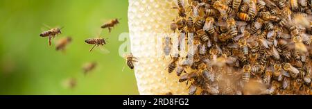 L'abbondanza della natura scatenata: Alveari e api che fioriscono nella natura selvaggia Foto Stock