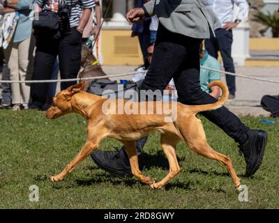 Cane andaluso di medie dimensioni che corre accanto al suo proprietario Foto Stock