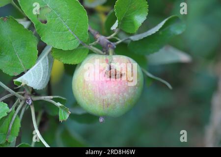 Un'infestazione di falena di coccodrillo può essere riconosciuta dal Piccoli buchi nella mela (Cydia pomonella) Foto Stock