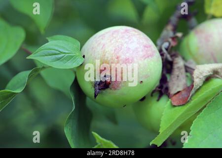 Un'infestazione di falena di coccodrillo può essere riconosciuta dal Piccoli buchi nella mela (Cydia pomonella) Foto Stock