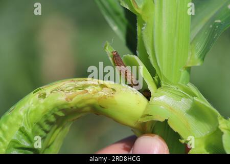 Carattere ebraico Setaceo (Xestia c-nigrum, Rhyacia c-nigrum, Amathes c-nigrum, Agrotis c-nigrum), su pianta di mais danneggiata. Foto Stock