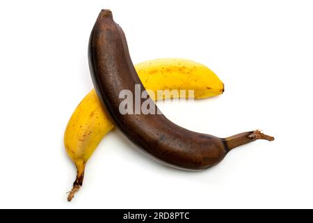 Banane mature di colore giallo e marrone su sfondo bianco Foto Stock
