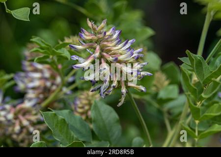 Una liquirizia (Glycyrrhiza glabra) in fiore. Giardino botanico di Friburgo, Germania, Europa Foto Stock