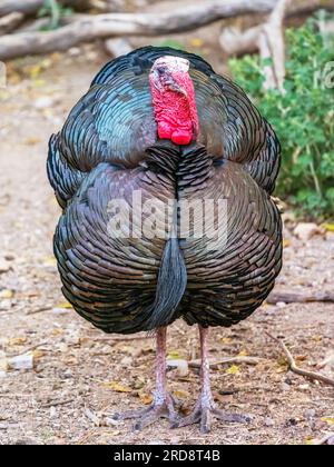 Un tacchino selvaggio adulto, Meleagris gallopavo, sul terreno nel Madera Canyon, Arizona meridionale. Foto Stock