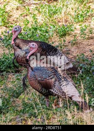 Un paio di tacchini selvatici adulti, Meleagris gallopavo, sul terreno nel Madera Canyon, Arizona meridionale. Foto Stock