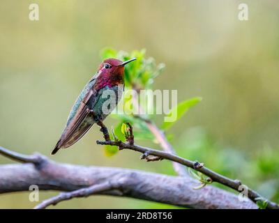 Un colibrì adulto di Anna, Calypte anna, arroccato nel Madera Canyon, Arizona meridionale. Foto Stock