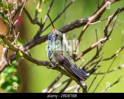 Un colibrì maschio adulto, Cynanthus latirostris magicus, nel Madera Canyon, Arizona meridionale. Foto Stock