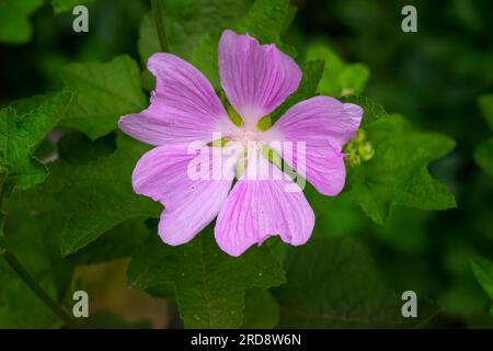 Mallow muschiato rosa, malva moschata, fiori da vicino con gocce di pioggia e uno sfondo sfocato di foglie e fiori. Foto Stock