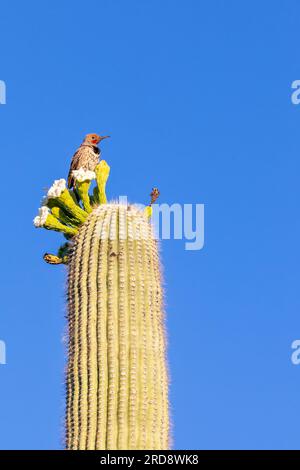 Uno sfarfallio dorato adulto, Colaptes chrysoides, sul cactus del saguaro, Carnegiea gigantea nella Sweetwater Preserve, Tucson, Arizona Foto Stock