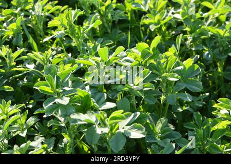 Nel campo primaverile cresce la giovane erba medica Foto Stock