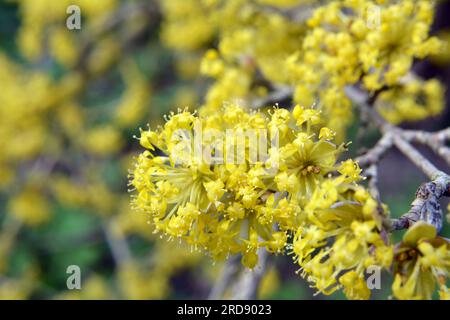 In primavera cornel è reale (Cornus mas) fiorisce in natura Foto Stock