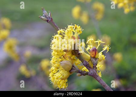 In primavera cornel è reale (Cornus mas) fiorisce in natura Foto Stock