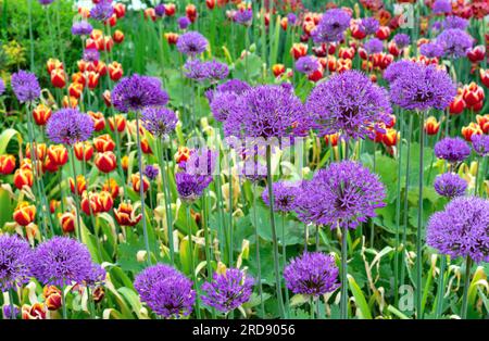 Teste porpora rotonde del lat gigante della cipolla. Allium giganteum. Foto Stock