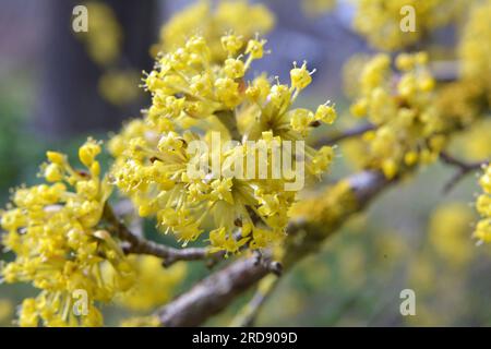In primavera cornel è reale (Cornus mas) fiorisce in natura Foto Stock
