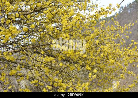 In primavera cornel è reale (Cornus mas) fiorisce in natura Foto Stock