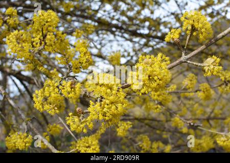 In primavera cornel è reale (Cornus mas) fiorisce in natura Foto Stock