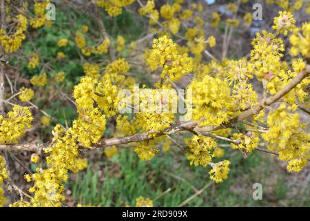 In primavera cornel è reale (Cornus mas) fiorisce in natura Foto Stock