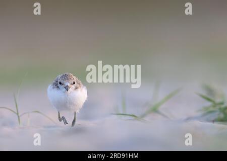 Trampolieri o uccelli acquatici, pulcino kentish plover sulla spiaggia. Foto Stock