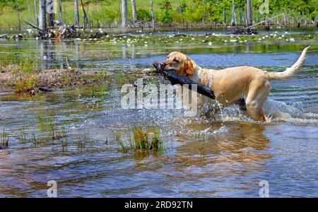 Blond labrador retriever fetches large stick owner threw into Lake Cooty.  Water drips and splashes as dog retrieves. Stock Photo