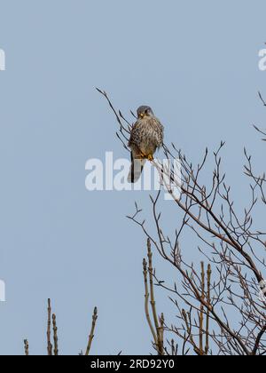 Un gheppio comune maschio, Falco tinnunculus arroccato su un ramo in cima ad un albero, osservando l'area. Foto Stock