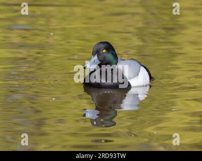 Una specie di cicciola (Aythya marila), nota anche come bluebill in Nord America, che nuota su un lago. Foto Stock