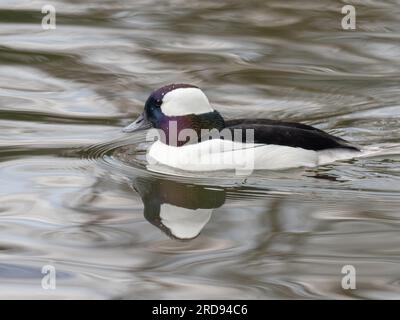 Bucephala albeola Foto Stock