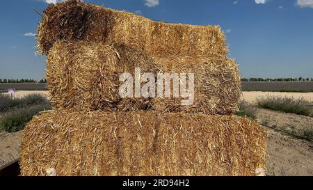 Cumulo di balle quadrate di paglia. Fieno d'oro di grano in campo. Balle di fieno con cielo nuvoloso. Foto Stock