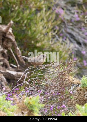 Una giovane parula di Dartford, Curruca, priva di dati, arroccata sulla cima di un cespuglio. Foto Stock