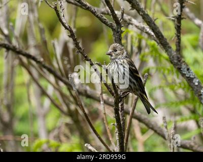 Un siskin eurasiatica giovanile, Spinus spinus. È anche chiamato siskin europeo, siskin comune o solo siskin. Foto Stock