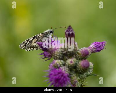 Una farfalla bianca marmorizzata, Melanargia galathea, arroccata su un cardo. Foto Stock