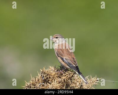 Un linnet comune (Linaria cannabina), arroccato sulla cima di un cespuglio di gorse. Foto Stock