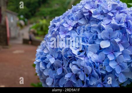 Fiore Macrophylla Blue Hydrangea fiorito nel giardino. Primo piano. Foto Stock