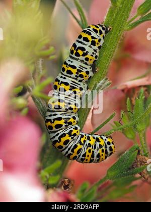 Bianco nero a contrasto della distinta larva Caterpillar di Mullein Moth (Cucullia verbasci) su pianta da giardino a fiori rosa in Cumbria, Inghilterra, Regno Unito Foto Stock