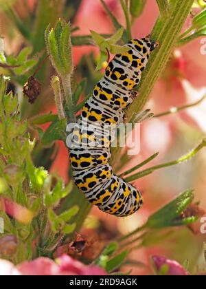 Bianco nero a contrasto della distinta larva Caterpillar di Mullein Moth (Cucullia verbasci) su pianta da giardino a fiori rosa in Cumbria, Inghilterra, Regno Unito Foto Stock