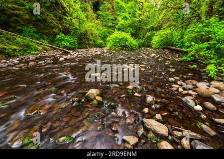 Oneonta Gorge, Columbia River Gorge National Scenic area, Oregon USA Foto Stock