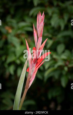 Canna in fiore rosso in un giardino a luglio, Inghilterra, Regno Unito Foto Stock