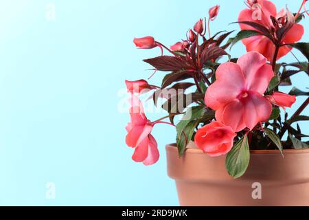 Impatiens in vaso di fiori di terracotta su sfondo blu chiaro, primo piano. Spazio per il testo Foto Stock