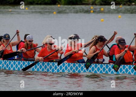 Dragon Boat Racing Cooper River Teamwork Foto Stock