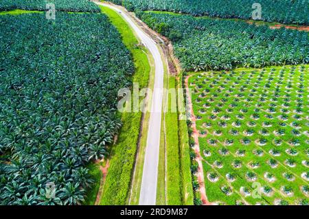 Vista aerea della piantagione di palme da olio nell'Asia orientale. Foto Stock