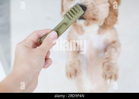 Concetto di cura dentale per cani. Dolcetti dentali per cani. Prodotti per cani. Foto Stock