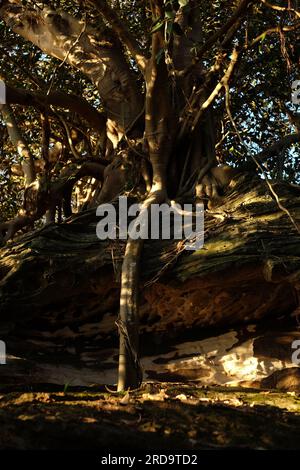 Le radici aeree legano questo vecchio tronco di fichi di Port Jackson a un affioramento di arenaria sul sentiero Hermitage Walking, Vaucluse Sydney Foto Stock