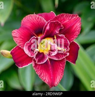 'Stellar Double Rose' Daylily, Daglilja (Hemerocallis) Foto Stock